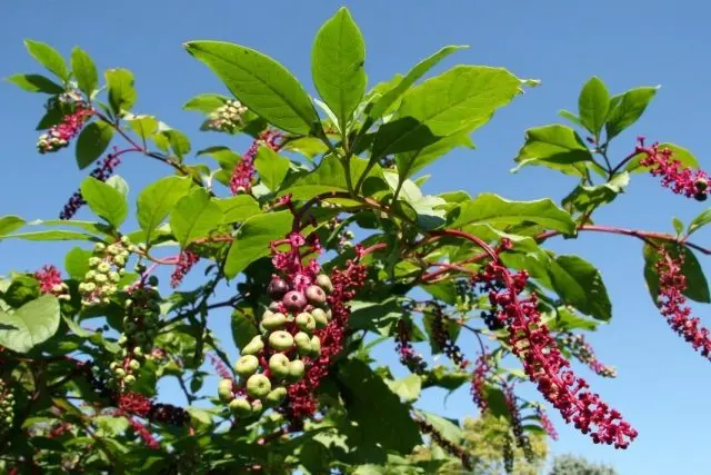 Lakonos American and stone fruit: medicinal and beneficial properties of the berry