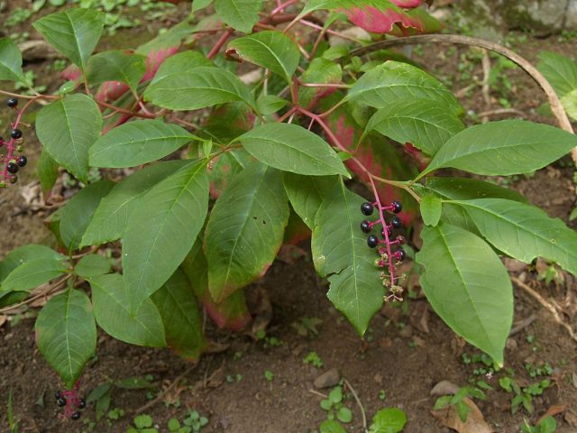 Lakonos American and stone fruit: medicinal and beneficial properties of the berry