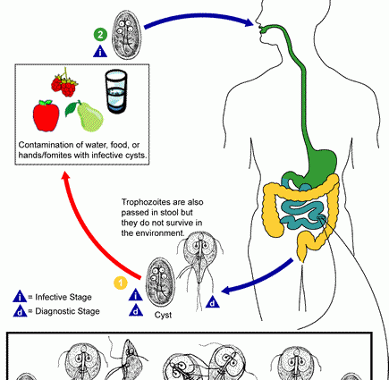 Lamblia &#8211; infection, symptoms, diagnosis. Treatment of lamblia infection