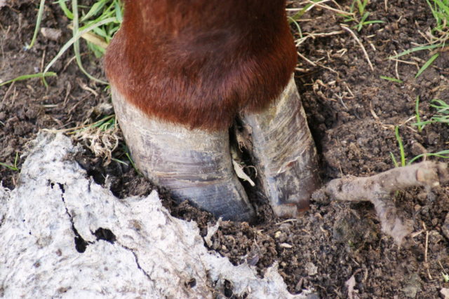 Laminitis in cattle: causes, symptoms and treatment