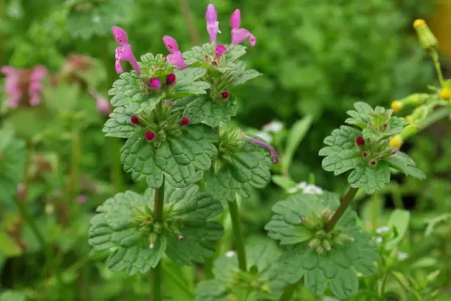 Lamium amplexicaule (Lamium amplexicaule): description, photo