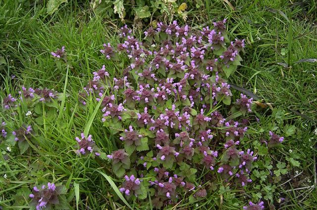 Lamium amplexicaule (Lamium amplexicaule): description, photo