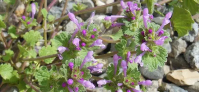 Lamium amplexicaule (Lamium amplexicaule): description, photo