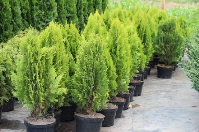 Land for coniferous plants