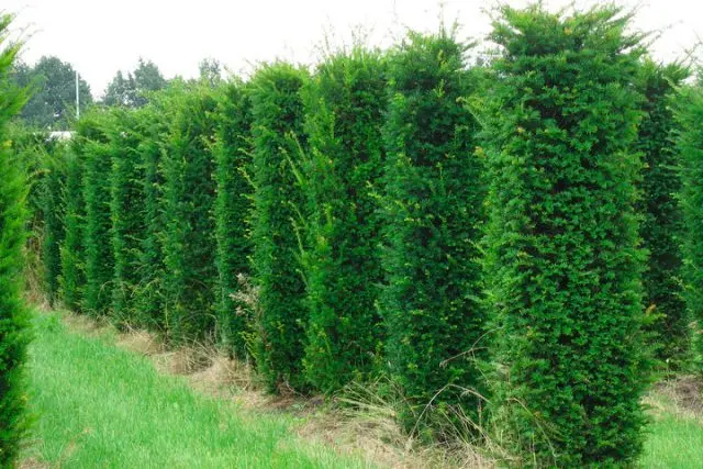 Land for coniferous plants