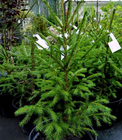 Land for coniferous plants