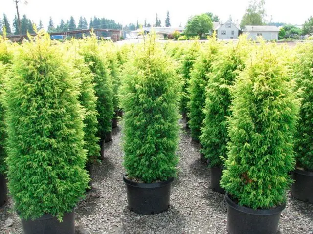 Land for coniferous plants