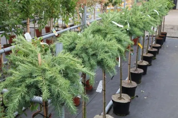 Land for coniferous plants