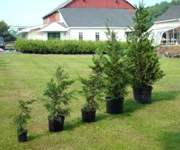 Land for coniferous plants