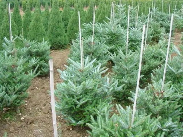 Land for coniferous plants