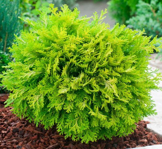 Land for coniferous plants