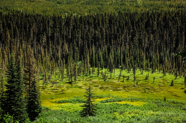 Land for coniferous plants