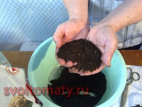 Land for eggplant seedlings