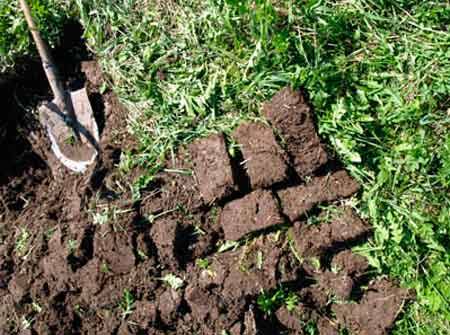 Land for eggplant seedlings