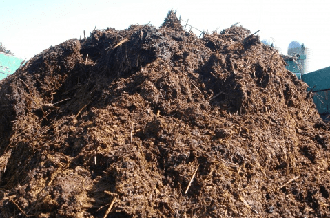 Land for eggplant seedlings