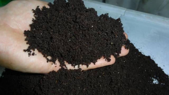 Land for eggplant seedlings