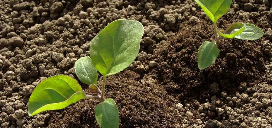 Land for eggplant seedlings