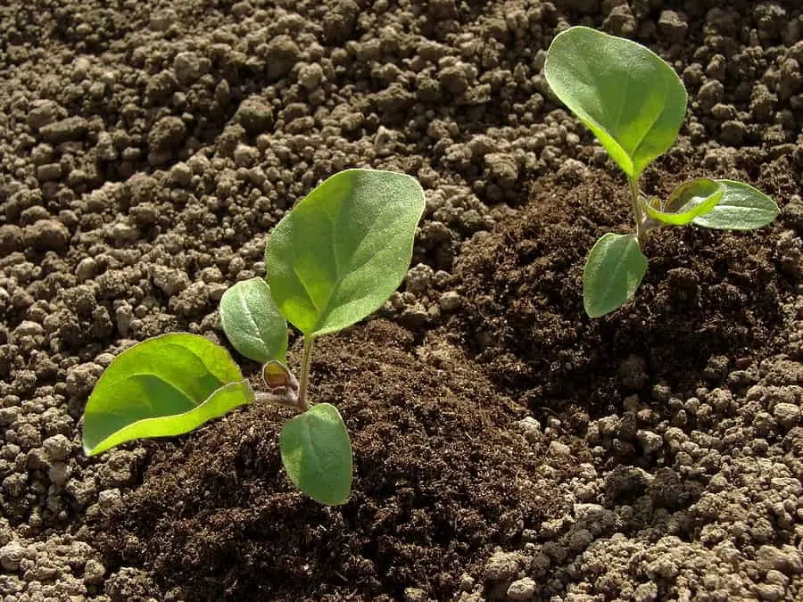 Land for eggplant seedlings