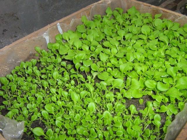 Land for seedlings of petunias 