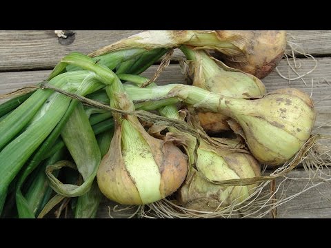 Landing onions for the winter