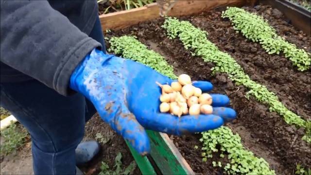 Landing onions for the winter