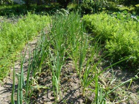 Landing onions for the winter