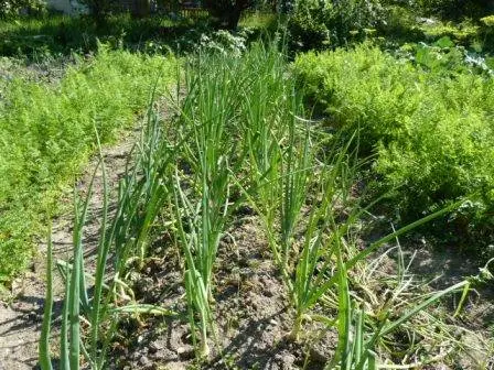 Landing onions for the winter