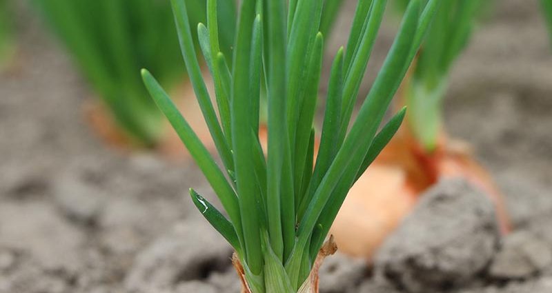 Landing onions for the winter