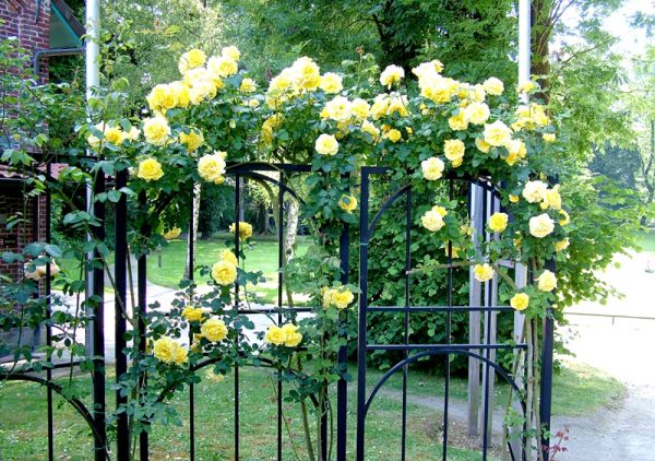 Landscape design of a rose garden: instructions for creating