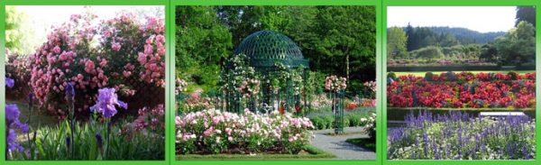 Landscape design of a rose garden: instructions for creating