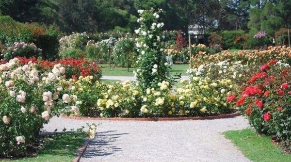 Landscape design of a rose garden: instructions for creating