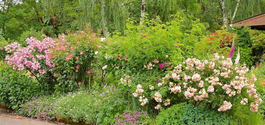 Landscape design of a rose garden: instructions for creating