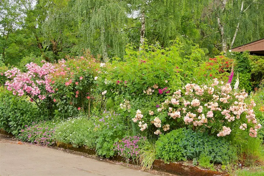 Landscape design of a rose garden: instructions for creating