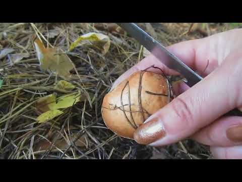 Larch butter dish: photo and description, preparation