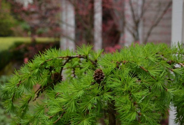 Larch Pendula on trunk