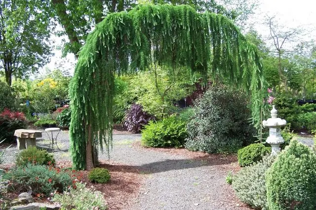 Larch Pendula on trunk