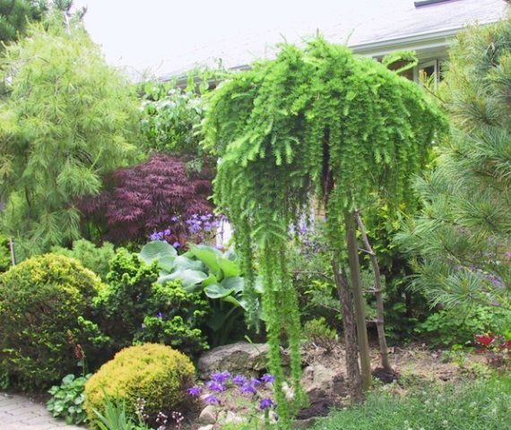 Larch Pendula on trunk