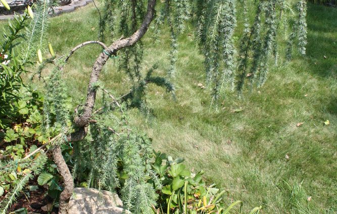 Larch Pendula on trunk