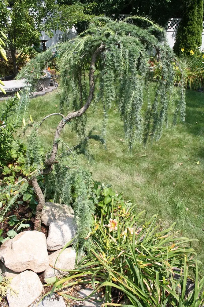 Larch Pendula on trunk