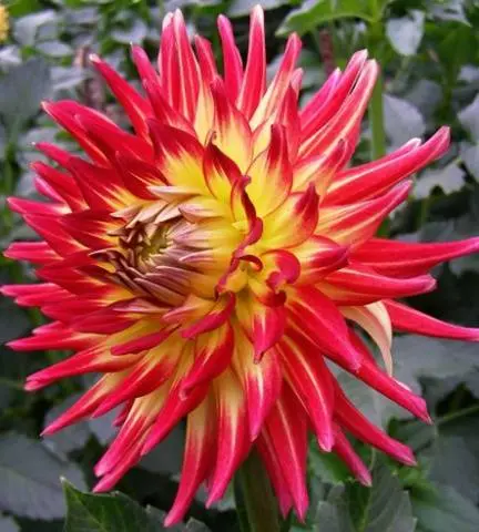 Large dahlias: description + photo 