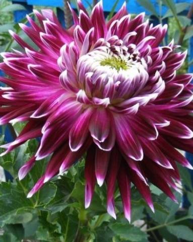 Large dahlias: description + photo 