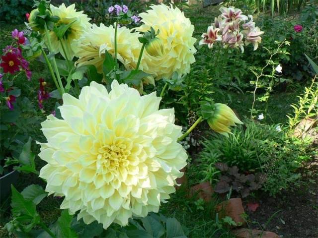 Large dahlias: description + photo 