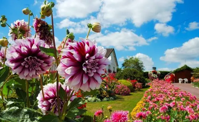 Large dahlias: description + photo 