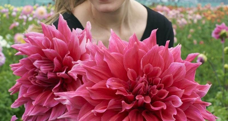 Large dahlias: description + photo 