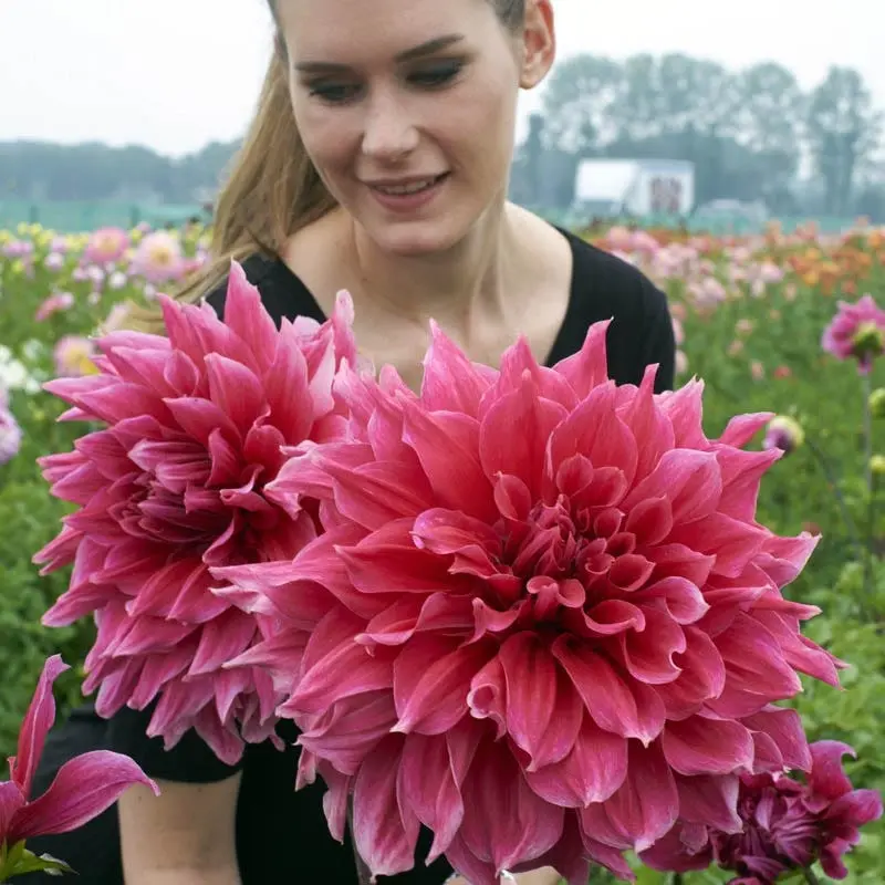 Large dahlias: description + photo 