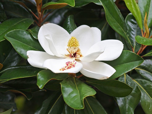 Large-flowered magnolia grandiflora (grandiflora): photo, description, reviews, frost resistance