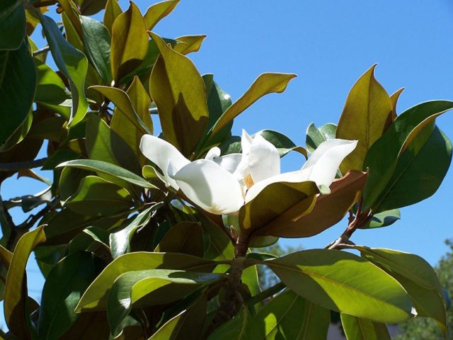 Large-flowered magnolia grandiflora (grandiflora): photo, description, reviews, frost resistance