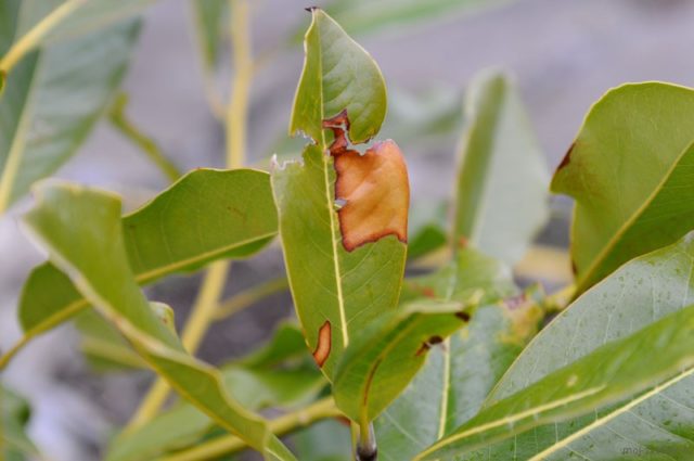 Large-flowered magnolia grandiflora (grandiflora): photo, description, reviews, frost resistance