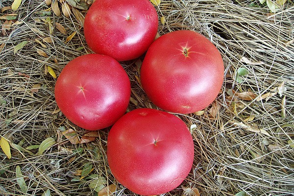 Large-fruited tomatoes for greenhouses: a list of the best