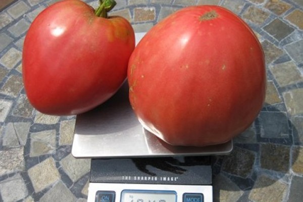 Large-fruited tomatoes for greenhouses: a list of the best